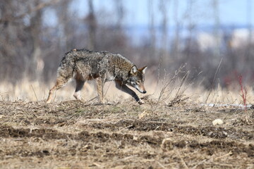 Rural winter scene of a coyote hunting in a corn field - obrazy, fototapety, plakaty