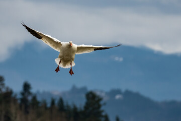 Snow Goose Deciding on a Landing Spot
