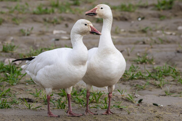 Mated Pair of Snow Geese Cuddling