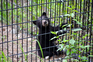 Spectacular black bear cubs playing on a tree branch and caged in the zoo Alaska, USA