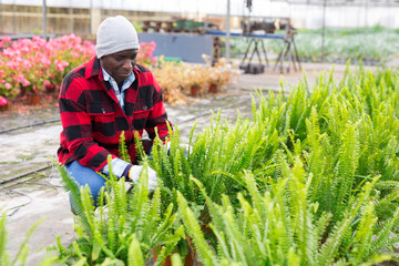 African american man caring for fern flowers in pots in a greenhouse