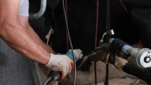 cow in a barn hoof trimming