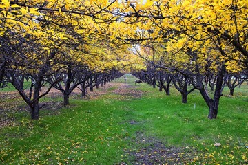 Naklejka premium Apple tree orchard bright yellow autumn fall leaves in Provo Utah County along the Wasatch Front Rocky Mountains. USA. 