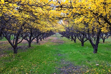 Fototapeta na wymiar Apple tree orchard bright yellow autumn fall leaves in Provo Utah County along the Wasatch Front Rocky Mountains. USA. 