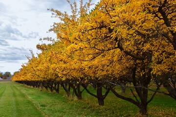 Apple tree orchard bright yellow autumn fall leaves in Provo Utah County along the Wasatch Front Rocky Mountains. USA. 