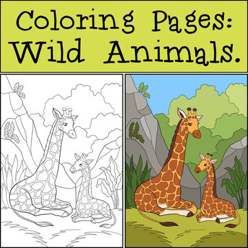 Coloring Pages: Wild Animals. Mother giraffe lays with her little cute baby giraffe. They smile.