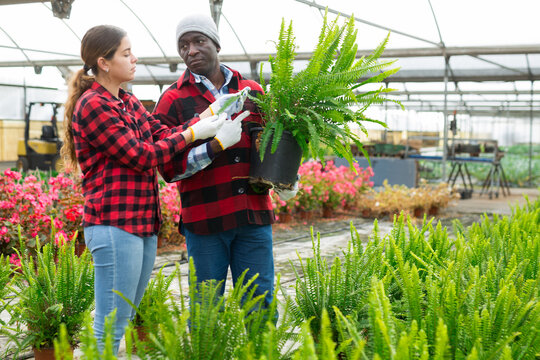 Couple of farm workers, man and woman, choosing green nephrolepis in pot in greenhouse - Powered by Adobe