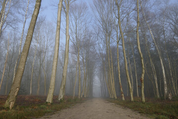 footpath in misty forest 