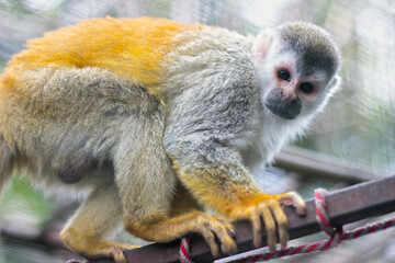 Grey crowned Central American squirrel monkey standing on a branch in Costa Rica