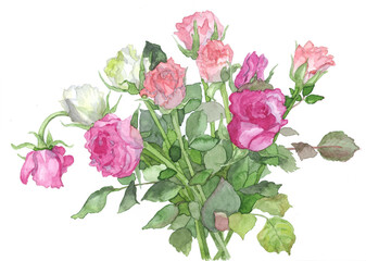 Fototapeta premium 花の水彩画バラ