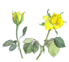 花の水彩画黄色バラ