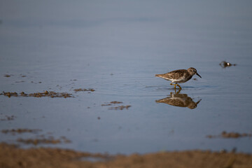 Lesser Sandpiper looking for a meal at the local pond