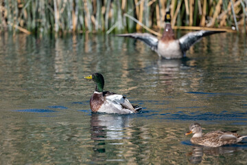 Mallard Drake showing of in a local pond