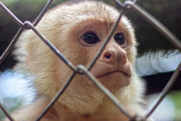 Sad Capuchin Monkey behind a cage during a Sunny Day in Costa Rica