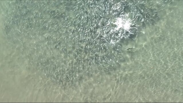 Fish in a feeding frenzy from a drone