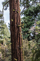 tree in the forest with moss and lichen on it in Central Oregon near sisters in late winter