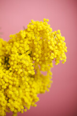 yellow chrysanthemum flower