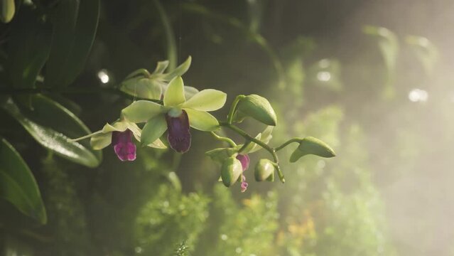 Cochleanthes Aromatica orchid species plant with fog or misty background.