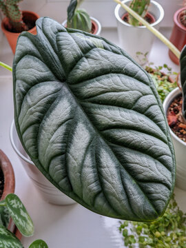 Alocasia Silver Dragon leaf close-up.
