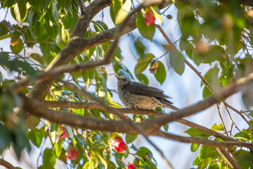 椿の木に留まるヒヨドリ