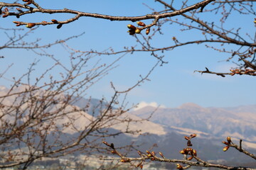 桜のつぼみ