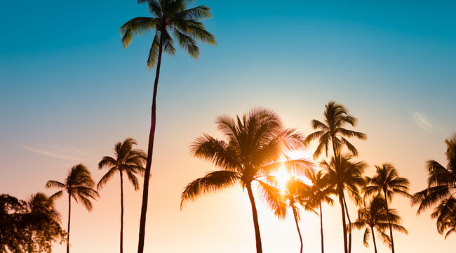 coconut palm trees at sunset background 