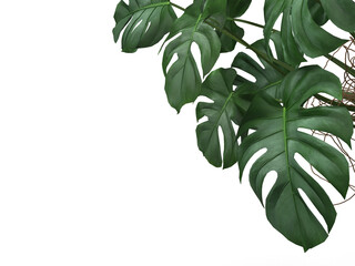 Fototapeta na wymiar Tropical Monstera leaves plant foliage nature background mockup template. 3D Rendering