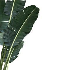 Tropical Banana leaves plant foliage nature background mockup template. 3D Rendering