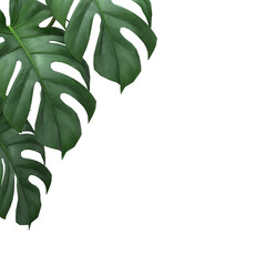 Tropical Monstera leaves plant foliage nature background mockup template. 3D Rendering