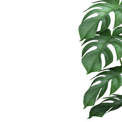 Tropical Monstera leaves plant foliage nature background mockup template. 3D Rendering