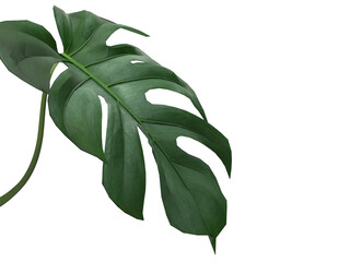 Tropical Monstera leaves plant foliage nature background mockup template. 3D Rendering