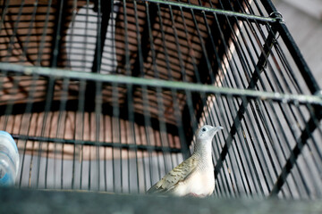 Turtledove bird in a cage, Perkutut is an endemic bird from Indonesia.