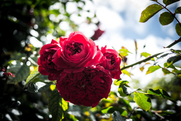 Cluster of red roses on a bright sunny day.