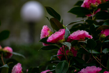 pink flower in a garden