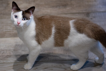 brown and white cat