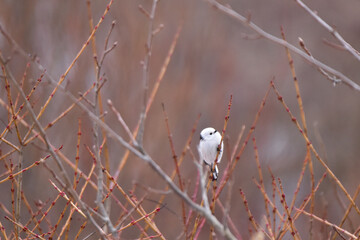 細い枝に止まるシマエナガ