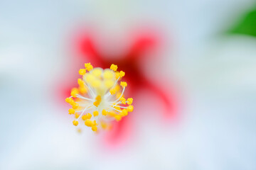 Fototapeta na wymiar macro of white hibiscus flower
