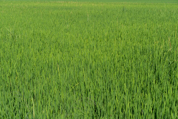Green rice seedlings that are growing out of a grain of rice. rice field in water season. 