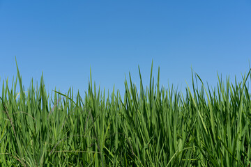 Green rice seedlings that are growing out of a grain of rice. rice field in water season. 