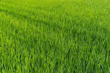 Green rice seedlings that are growing out of a grain of rice. rice field in water season. 