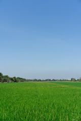 Green rice seedlings that are growing out of a grain of rice. rice field in water season.