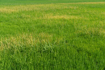 Obraz premium Green rice seedlings that are growing out of a grain of rice. rice field in water season. 