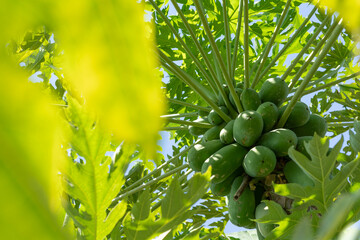 Papaya Fruits of Papaya tree in garden in Thailand Nature fresh green papaya on tree with fruits. Papaya close-up in natural light.