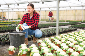 Attractive young woman gardener caring for decorative white cauliflower in pot in greenhouse