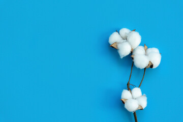Frame of cotton flowers and fresh twigs of eucalyptus on a blue background. Delicate white cotton flowers.