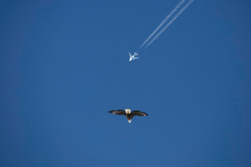 Bald Eagle and Airplane 