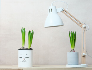 Young bulbous plants, hyacinths in pots stand on a table in the light wall of the room. Copy space. 