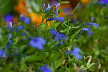 blue and yellow flowers