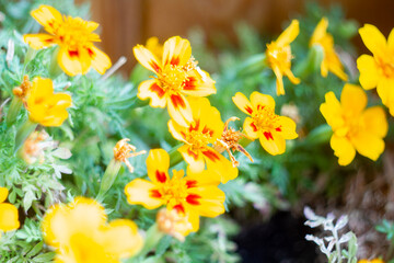 yellow flowers in the garden
