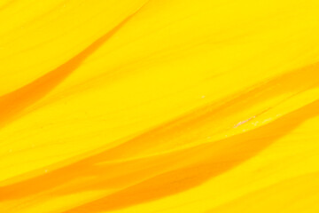 Abstract intense yellow color orange curve lines background.
